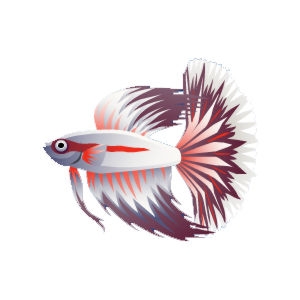 Crimson Snow Betta